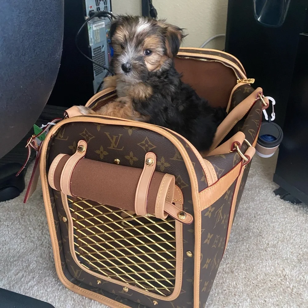 Louis Vuitton small dog carrier